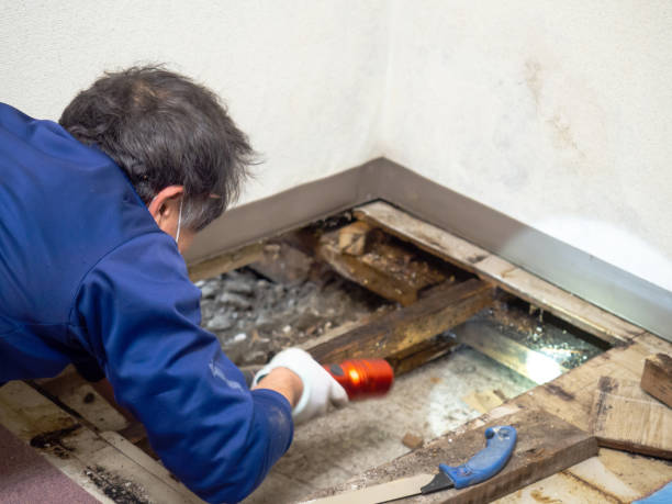 Best Mold Remediation  in Lincoln Rk, PA