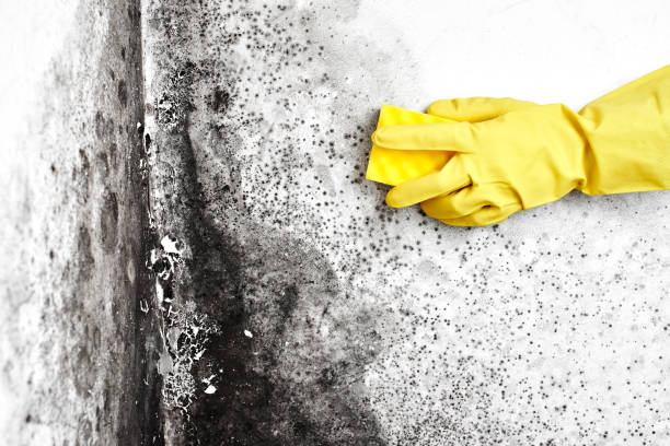 Best Mold Cleaning Services  in Lincoln Rk, PA