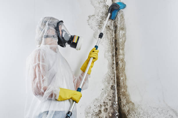 Mold Removal Process in Lincoln Park, PA