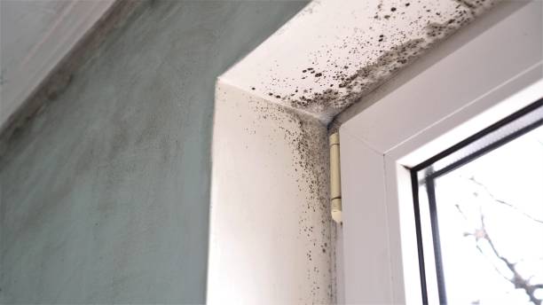 Best Emergency Mold Removal  in Lincoln Rk, PA