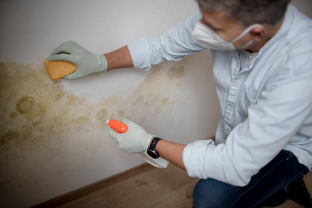 Best Emergency Mold Removal  in Lincoln Rk, PA
