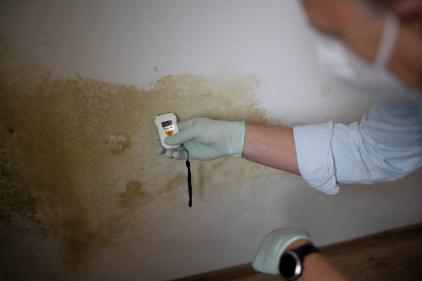 Crawl Space Mold Removal in Lincoln Park, PA