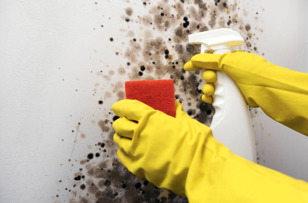 Best Certified Mold Removal  in Lincoln Rk, PA