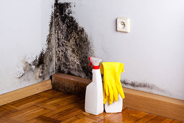 Best Office Mold Removal Services  in Lincoln Rk, PA